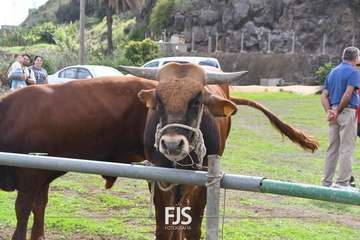 El Valle de los Nueve Alto celebra el día grande de sus fiestas patronales/Francisco Javier Santana.